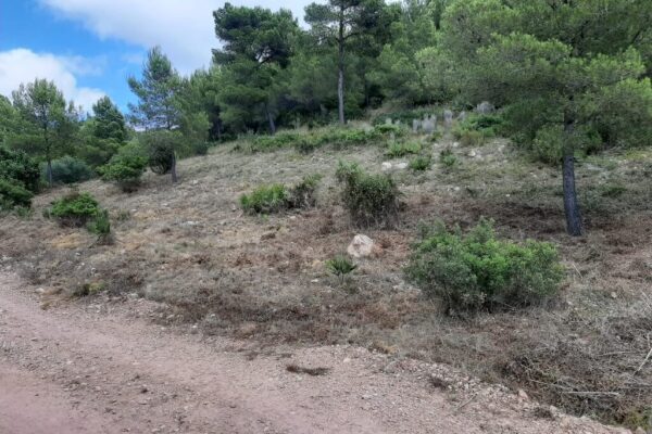 aperambient_cortafuegos_desbroce-4