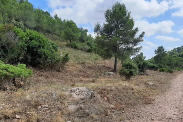 aperambient_cortafuegos_desbroce-5